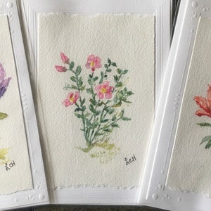 Kanadische Provinzial Blumen