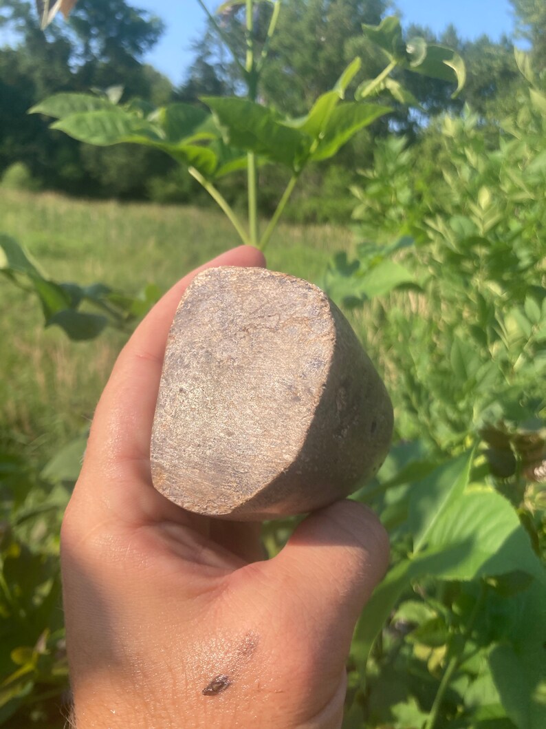 Triceratops Dinosaur Bone Fragments In Box Frame (Triceratops Sp - Foto 2