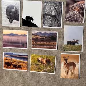 Carte - Fauna selvatica di Yellowstone