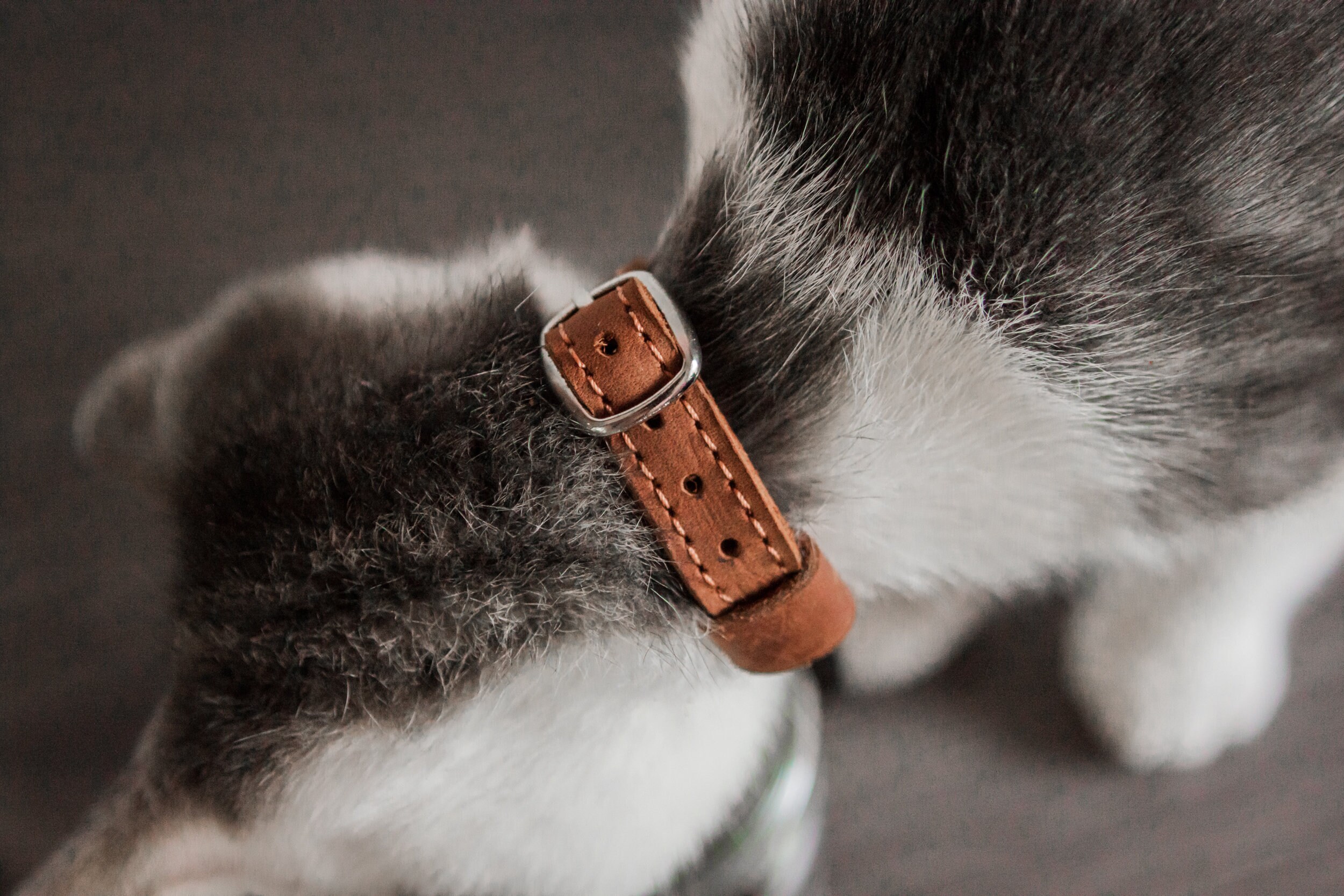 Leather Cat Collar,kitten Collar,customized Cat Collar,leather Pet ...