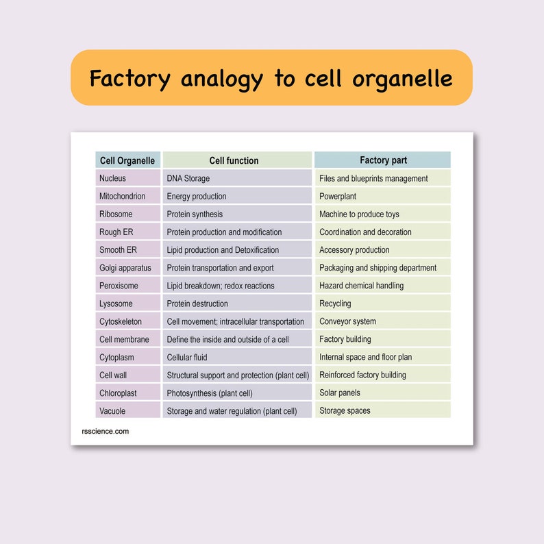 Animal Plant Cell Structure Labeling Sheet Comparison Diagram Cell ...