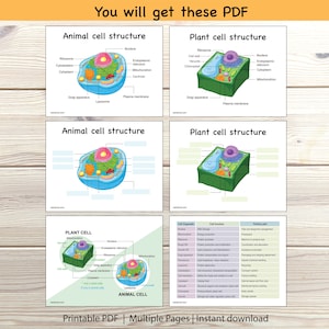 Animal Plant Cell Structure Labeling Sheet Comparison Diagram Cell Organelle Science Biology Function Elementary Printable Homeschool STEM