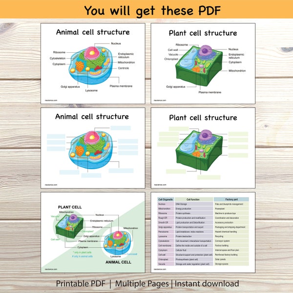 Animal Science Activity Sheet - Etsy