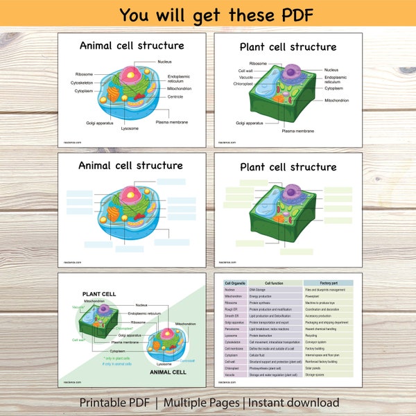 Animal Plant Cell Structure Labeling Sheet Comparison Diagram Cell Organelle Science Biology Function Elementary Printable Homeschool STEM