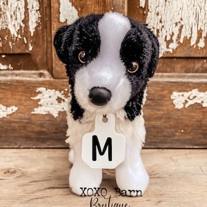 Border Collie puppy with ear tag