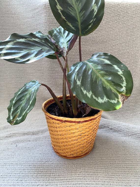 Wicker Plant Basket Flower Basket Modern Boho Etsy