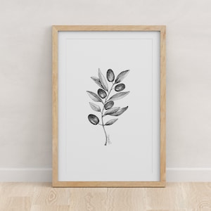 OLIVE BRANCH - Fine Art Print - Giclée - State Flowers - Olive Branch Botanical Drawing - Pen and Ink - 5x7 - 8x10 - 11x14 - 16x20 - 18x24