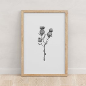 Scotland National Flower: Thistle Art Print, Botanical Pen and Ink Giclée