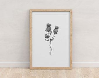 Scotland National Flower: Thistle Art Print, Botanical Pen and Ink Giclée