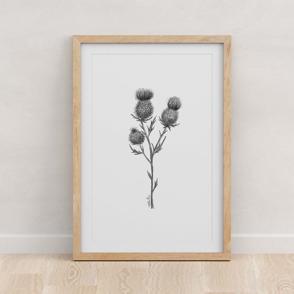 SCOTLAND - Fine Art Print - Giclée - State Flowers - Thistle Botanical Drawing - Pen and Ink - 5x7 - 8x10 - 11x14 - 16x20 - 18x24