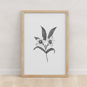 SOUTH CAROLINA - Fine Art Print - Giclée - State Flowers -Jasmine Botanical Drawing - Pen and Ink - 5x7 - 8x10 - 11x14 - 16x20 - 18x24