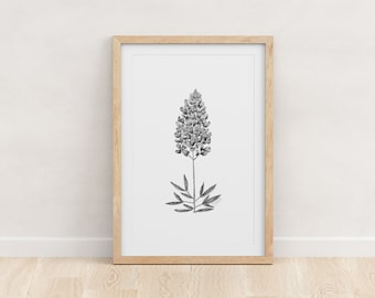 Texas State Flower, Bluebonnet Print: Pen and Ink Botanical Art