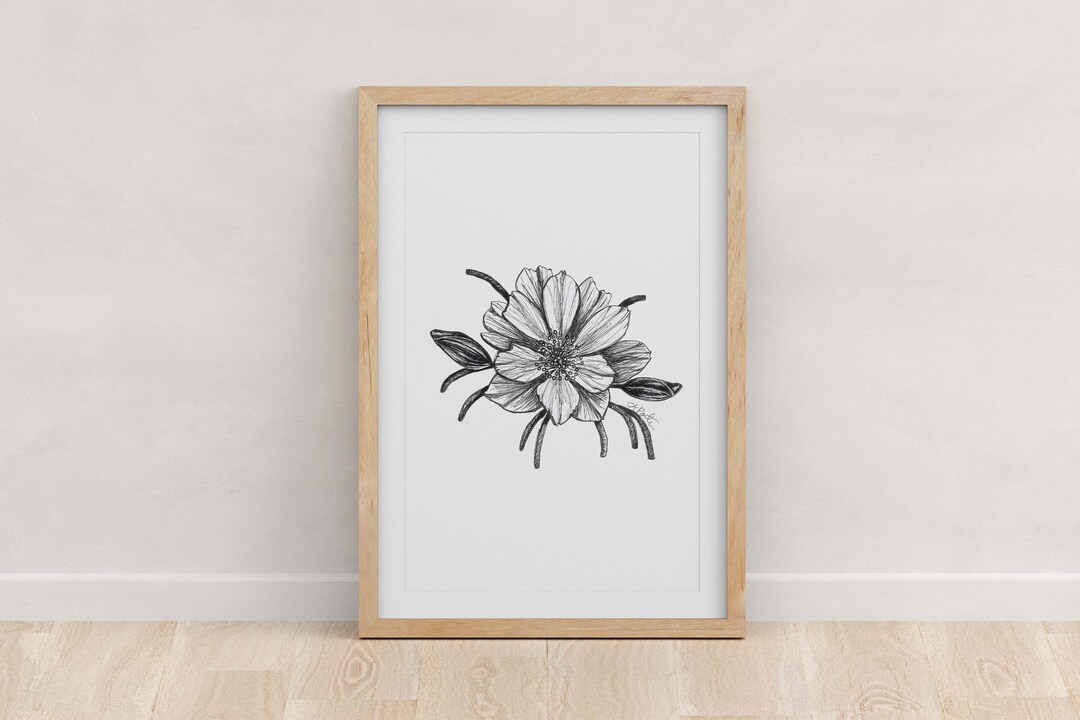 Montana Staye Flower, Bitterroot Flower Art Print: Botanical Pen and ...