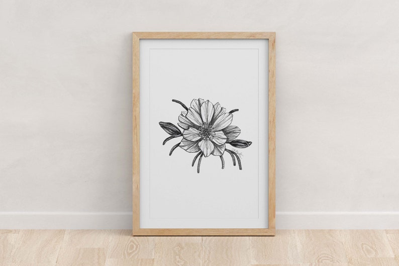 May include: A black and white line drawing of a flower with five petals, framed in a light wood frame.