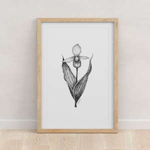 MINNESOTA - Fine Art Print - Giclée - State Flowers - Lady&#39;s Slippers Botanical Drawing - Pen and Ink - 5x7 - 8x10 - 11x14 - 16x20 - 18x24
