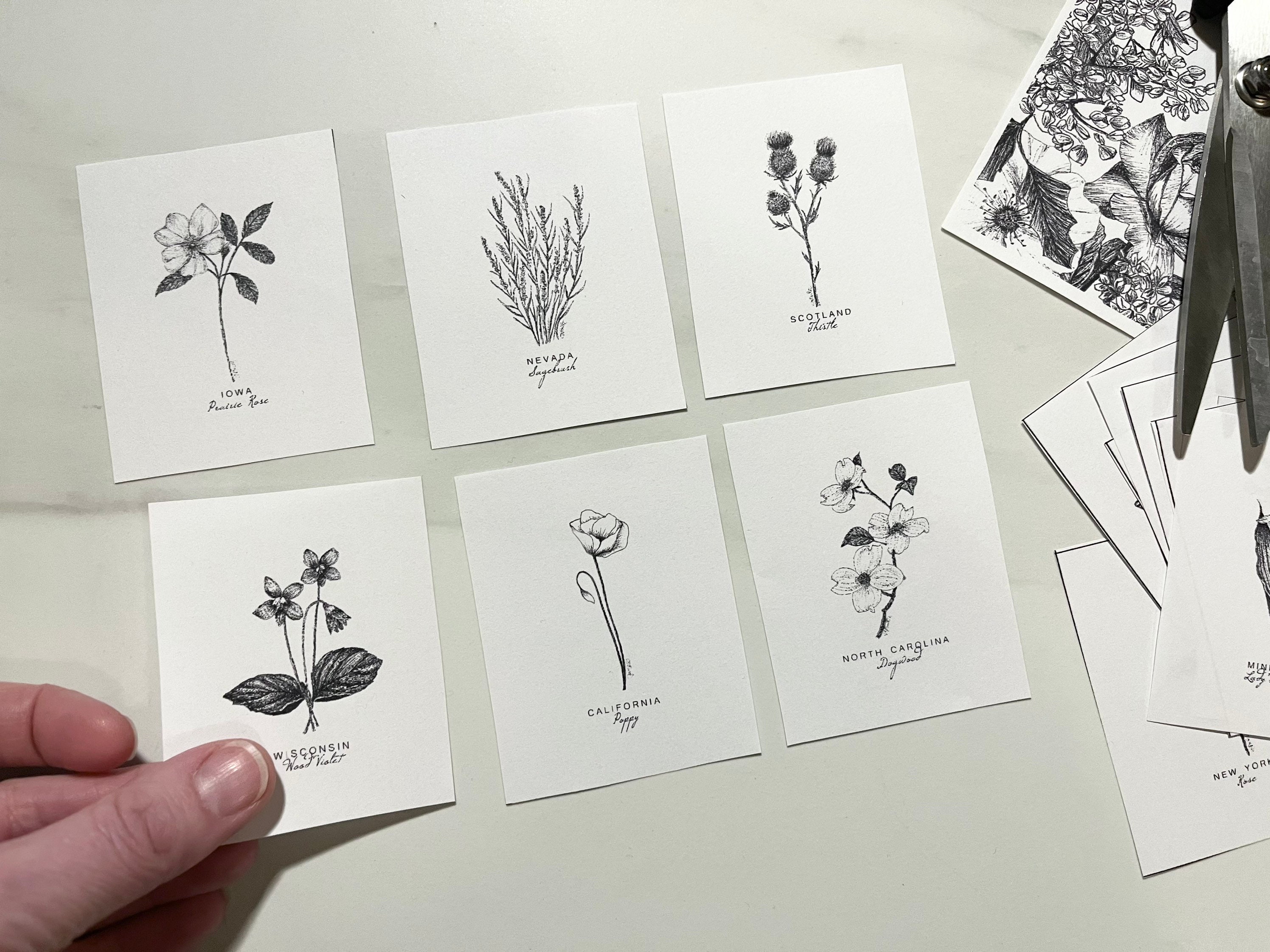 SAMPLE FLOWER MINIS Printable State Flowers Fine Art Floral Botanical ...
