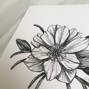 May include: A black and white ink drawing of a single flower with a detailed center and petals. The flower is drawn in a realistic style.
