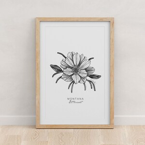 May include: A black and white line drawing of a Montana Bitterroot flower in a wooden frame. The drawing is on a white background. The text "MONTANA Bitterroot" is below the flower.