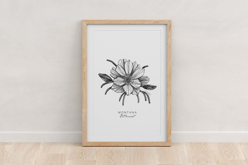 May include: A black and white line drawing of a Montana Bitterroot flower in a wooden frame. The drawing is on a white background. The text "MONTANA Bitterroot" is below the flower.