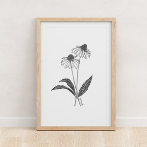 MARYLAND - Fine Art Print - Giclée - State Flowers - Black-Eyed Susan Botanical Drawing - Pen and Ink - 5x7 - 8x10 - 11x14 - 16x20 - 18x24