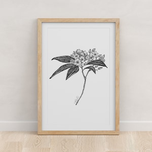 CONNECTICUT - Fine Art Print - Giclée - State Flowers - Mountain Laurel Botanical Drawing - Pen and Ink - 5x7 - 8x10 - 11x14 - 16x20 - 18x24