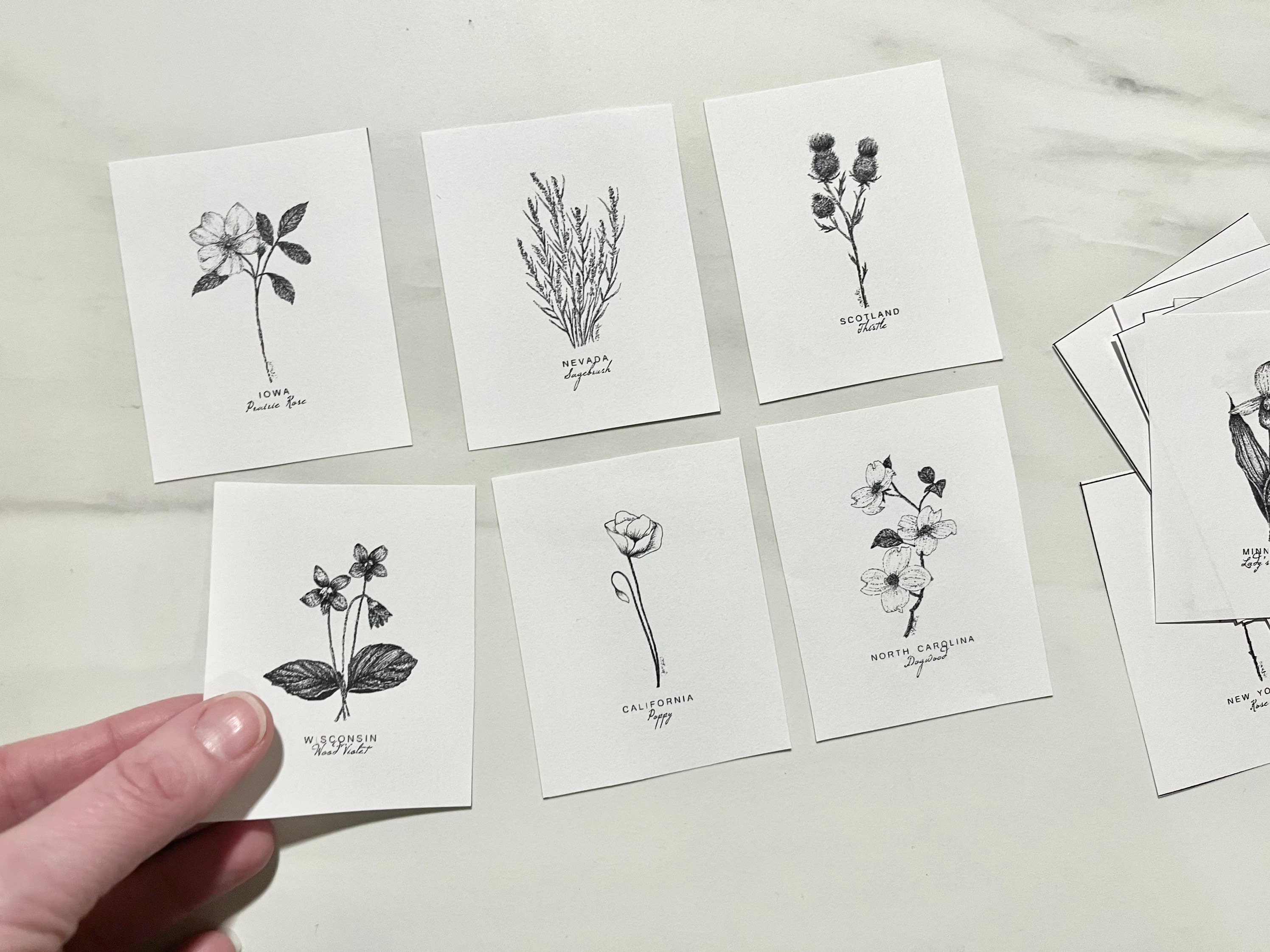 SAMPLE FLOWER MINIS Printable State Flowers Fine Art Floral Botanical ...