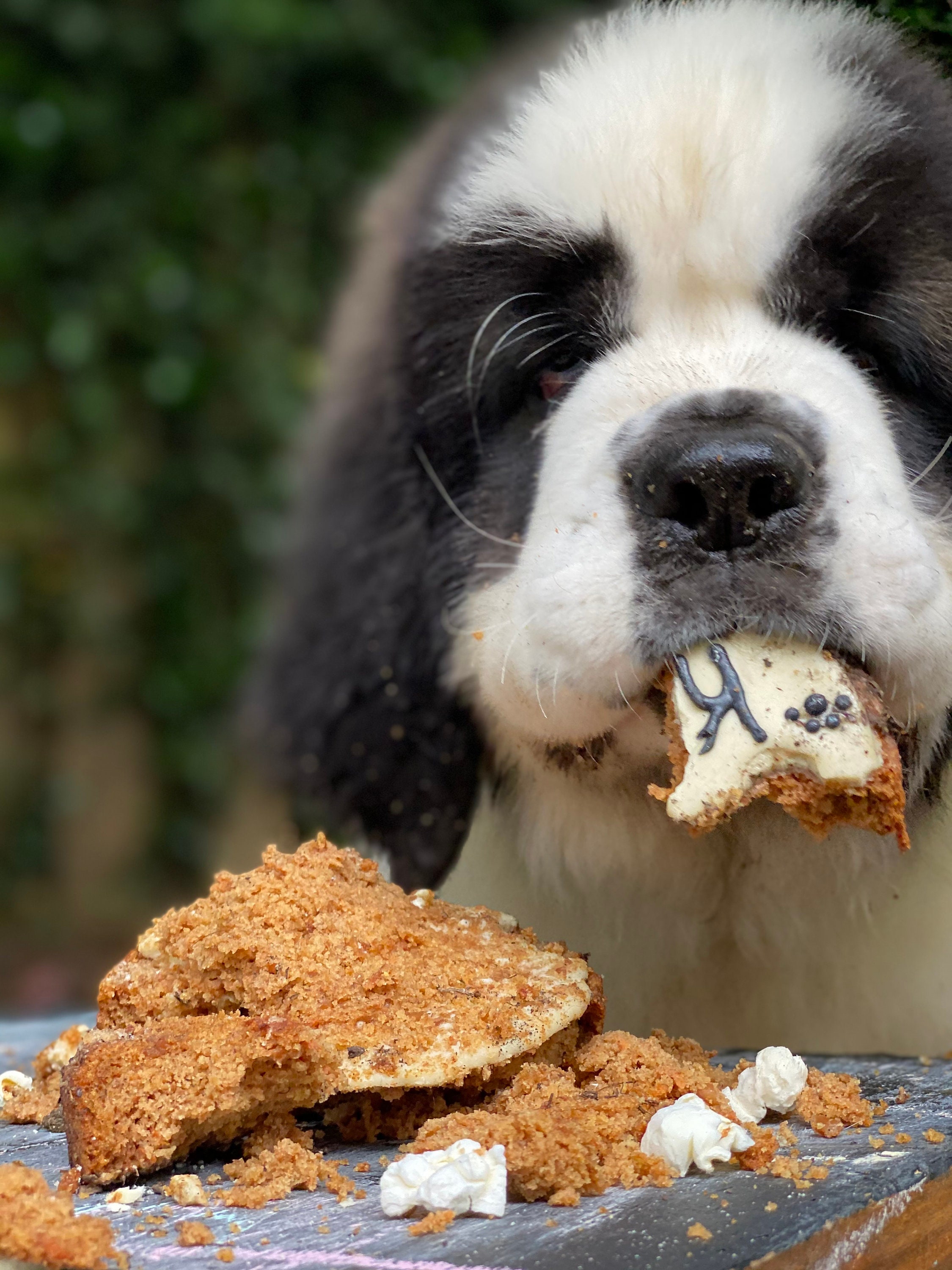 Dog Birthday Boy Cake and Pupcakes Etsy UK