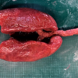 Realistische siliconen menselijke longsteun, medische anatomie, horror-sfx