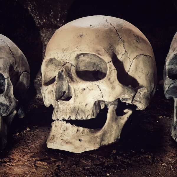 Skull replica hyper realistic bone death horror halloween medicine anatomic doctor dentist cranium detail teeth archeology deco movie prop
