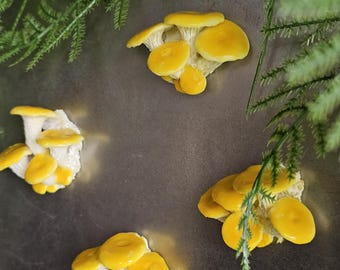 May include: Four clusters of bright yellow oyster mushrooms with smooth, rounded caps and visible white gills underneath. The mushrooms are arranged in small groups, showcasing their vibrant golden-yellow color and delicate, layered structure.