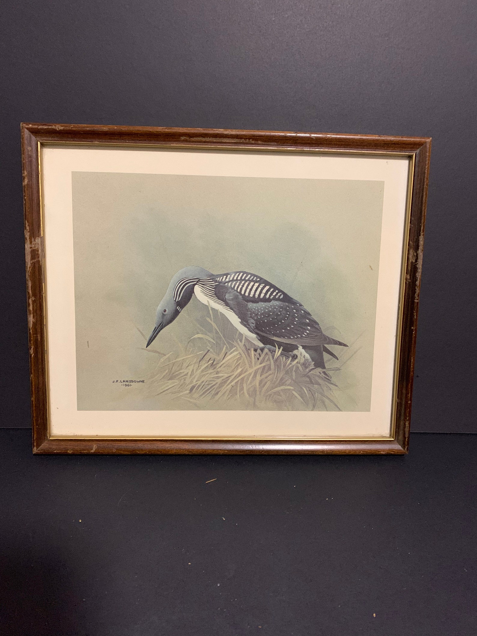 Vintage J Fenwick Lansdowne Bird Print Signed Etsy