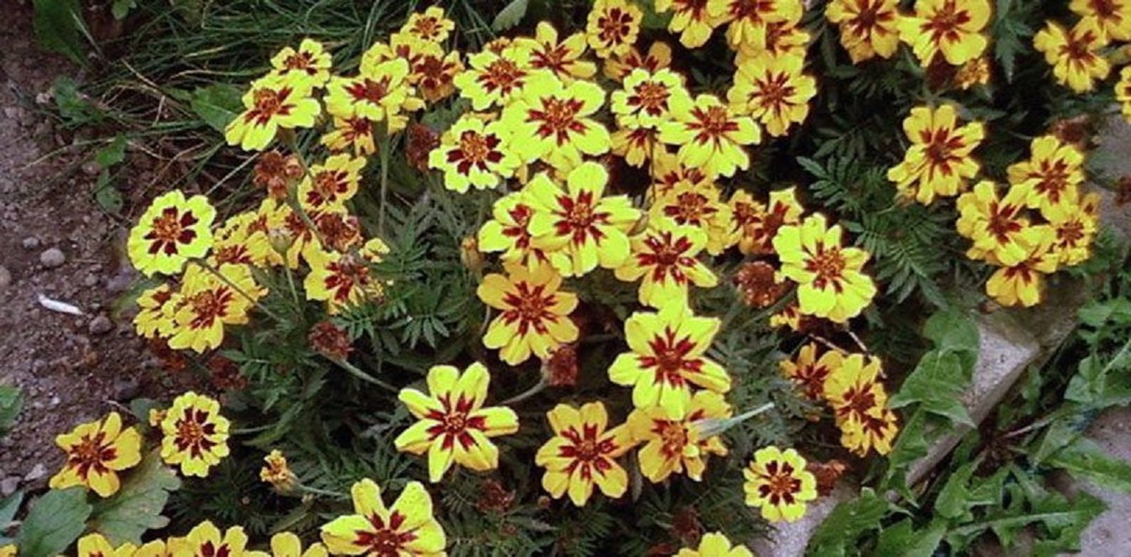 Seeds Marigolds Mexican Mix Annual Flower Seeds From Ukraine Etsy
