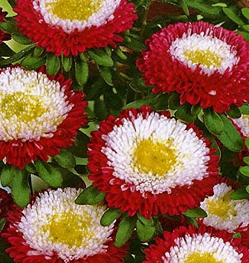Seeds Astra Callistephus Chinensis Winter Cherry Flower Seeds from Ukraine