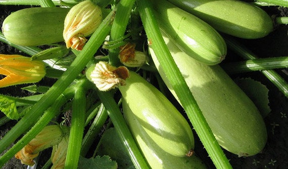 Seeds Zucchini Courgette Squash Summer Mix Vegetable Organic Heirloom Ukraine