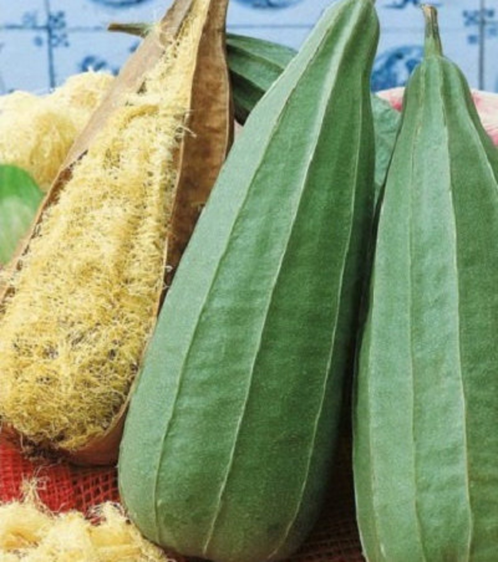 Semillas Luffa cylindrica Sponge Annual Original Plant Seeds Etsy España