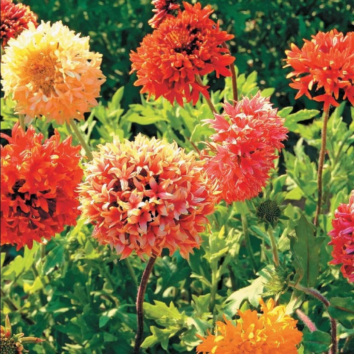 Seeds Gaillardia pulchella Beautiful Mix Annual Terry Fragant Etsy