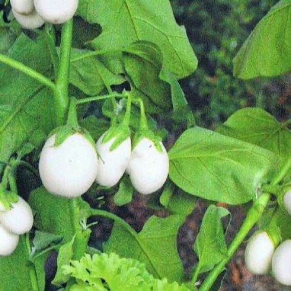 Semillas Berenjena White Egg, Ecológicas