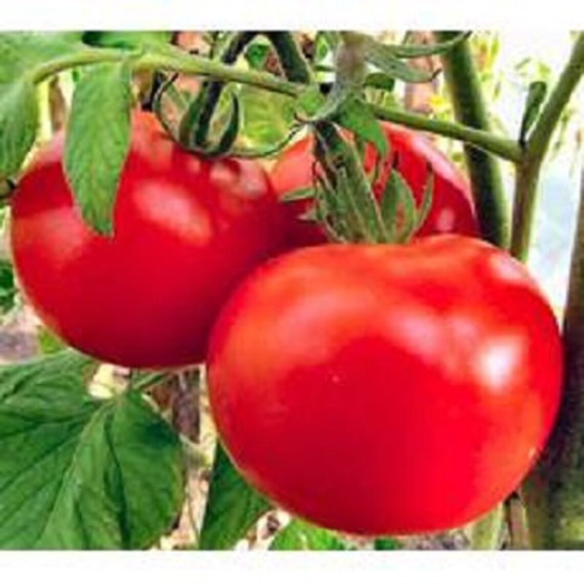 Seeds Tomato Mikado red Mid-late Large Tasty Vegetable seeds | Etsy