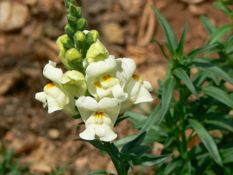 Seeds Snapdragons Antirrhinum majus maximum Snow Annual Flower Seeds from Ukraine