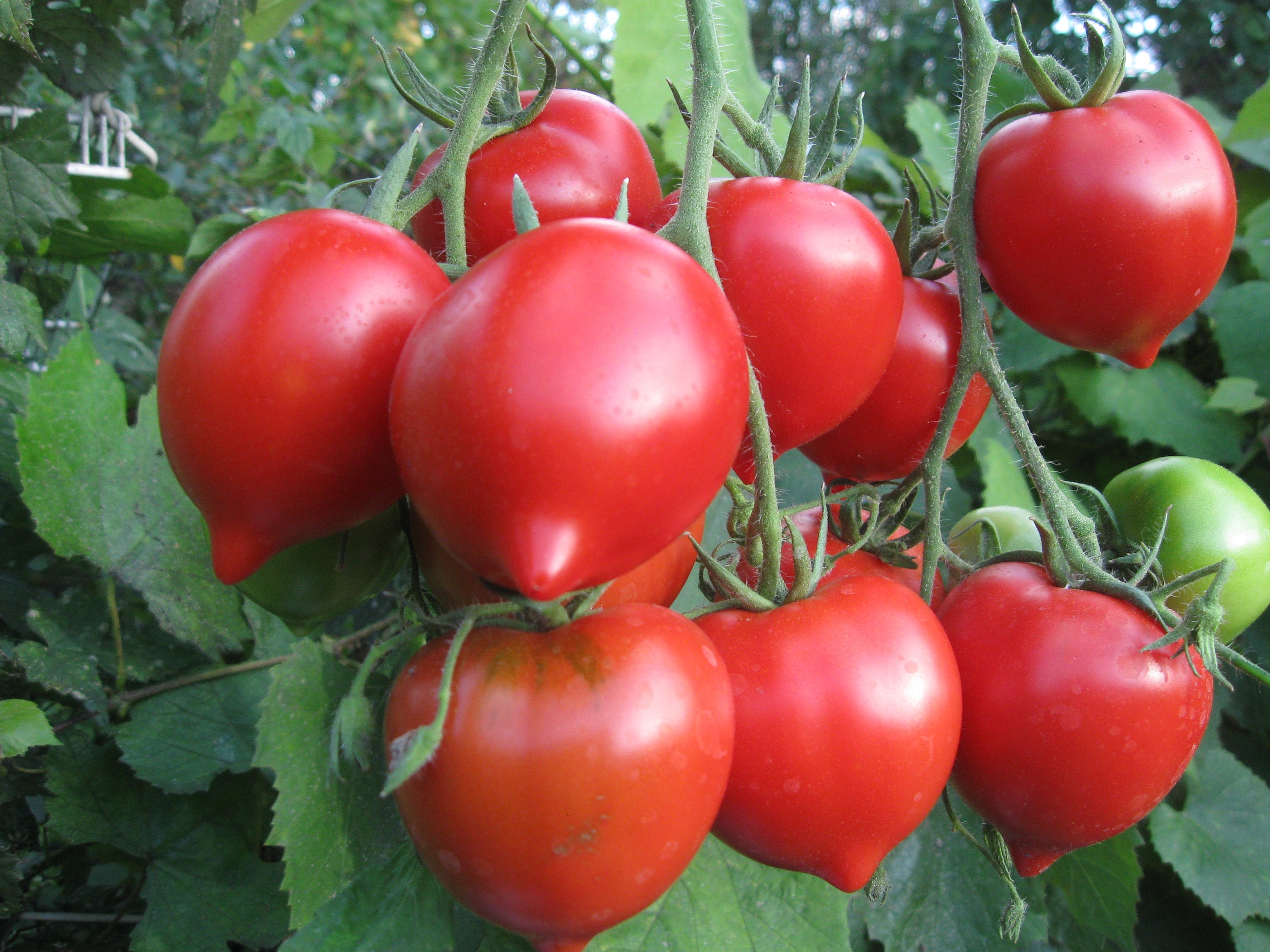 Seeds Tomato Tarasenko Pink Mid-ripe Juicy Tasty Vegetable - Etsy UK