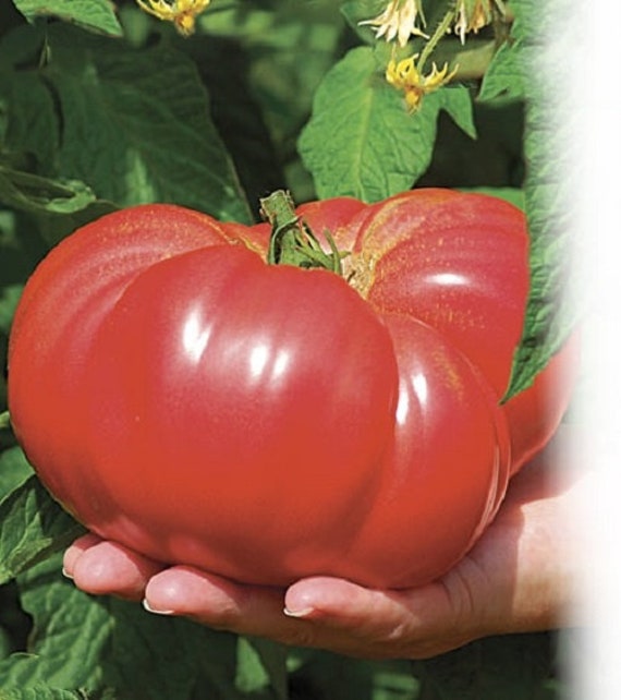 500 SEEDS Tomato Seeds Kibits Ukraine Heirloom Vegetable Seeds 
