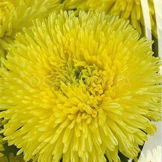 Astra krallen Zolotse Seeds yellow aster organic non gmo Ukraine 0.3 g Astra krallen Zolotse Seeds yellow aster organic non gmo Ukraine 0.3 g