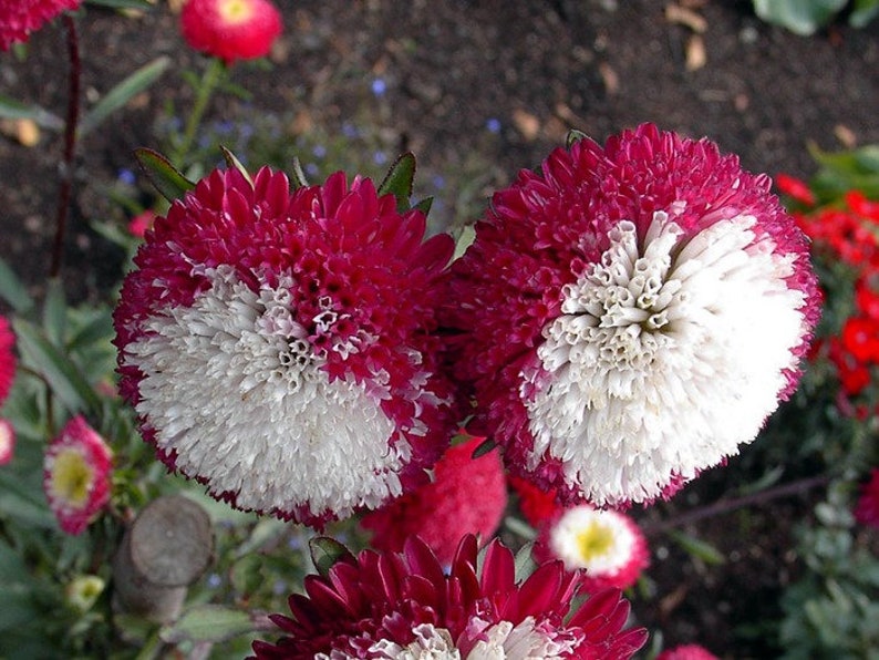Seeds Astra Callistephus Chinensis Winter Cherry Flower Seeds from Ukraine