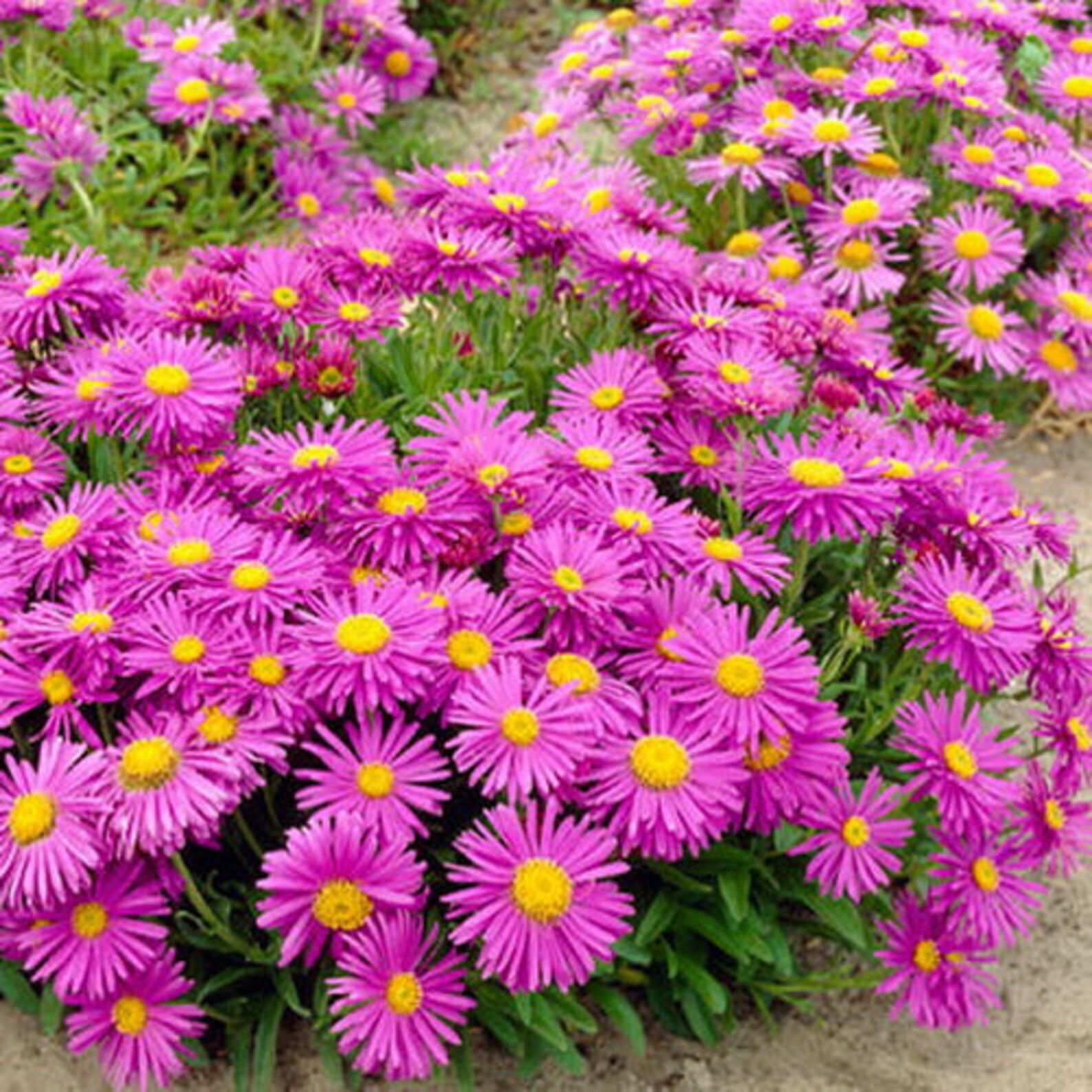 Seeds Astra Callistephus chinensis Alpine mix Flower Seeds | Etsy