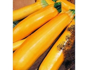 Seeds Zucchini Zolotinka Medium Bush Tasty Gently Yellow Rare Vegetables Seeds from Ukraine