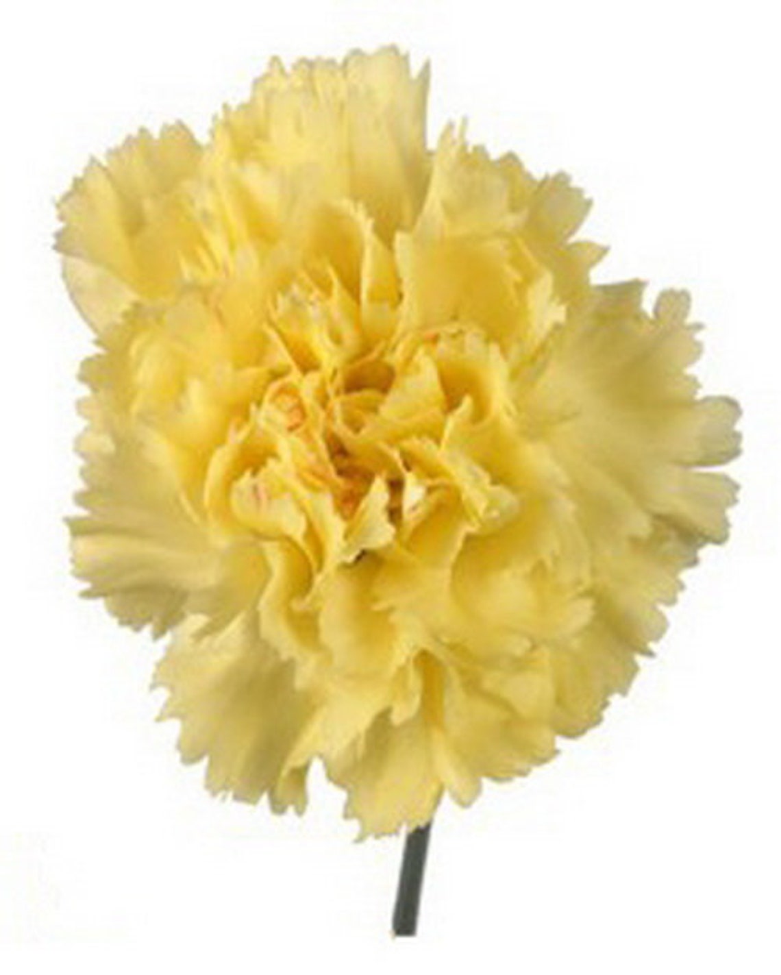 Seeds Clove Dianthus Caryophyllus Grenadine Yellow Perennial Etsy