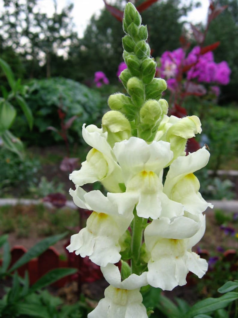 Seeds Snapdragons Antirrhinum majus maximum Snow Annual Flower Seeds from Ukraine