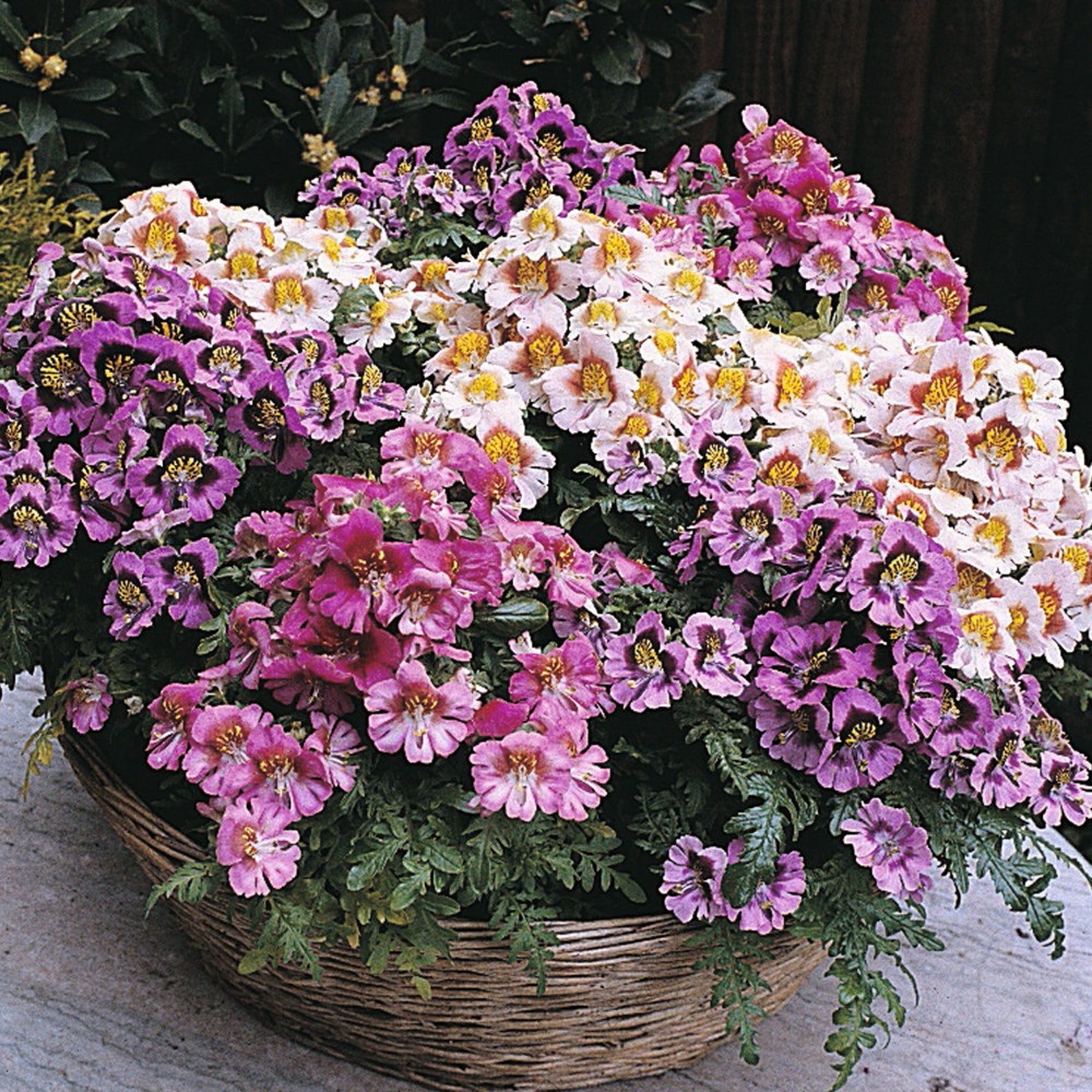 Seeds Schizanthus Wisetonensis Mix Annual Flower Seeds From Etsy