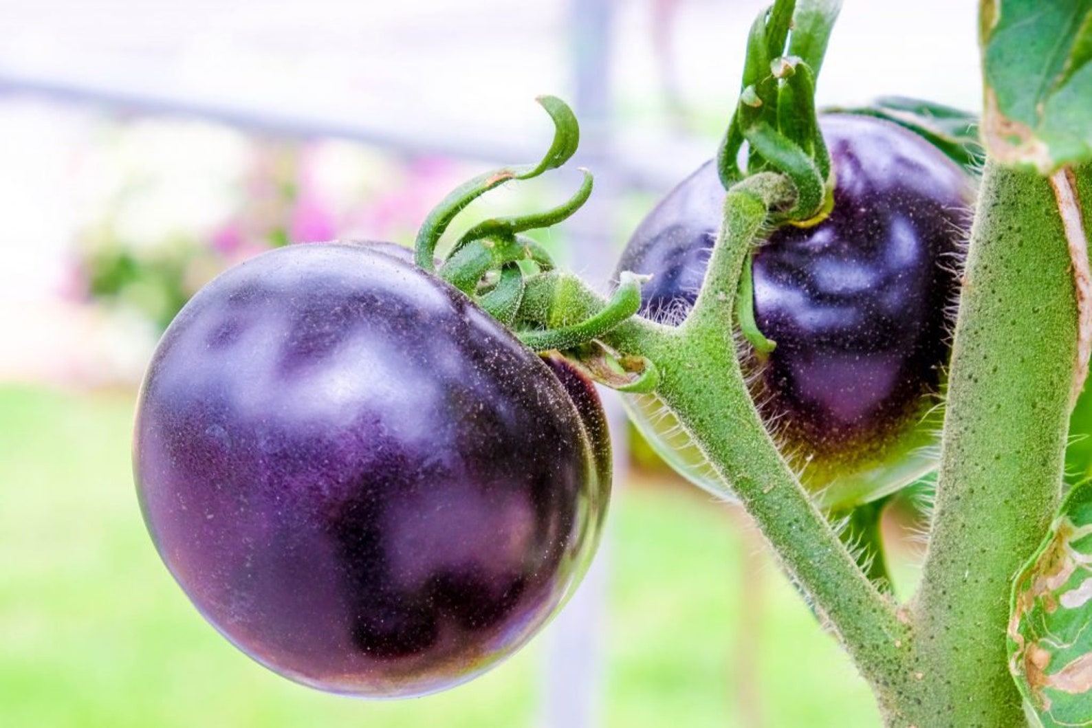 Вид семени томата. Томат черри фиолетовый. Помидоры черри фиолетовые. Сиреневые помидоры сорта черри. Томат черри фиолетовый названия.