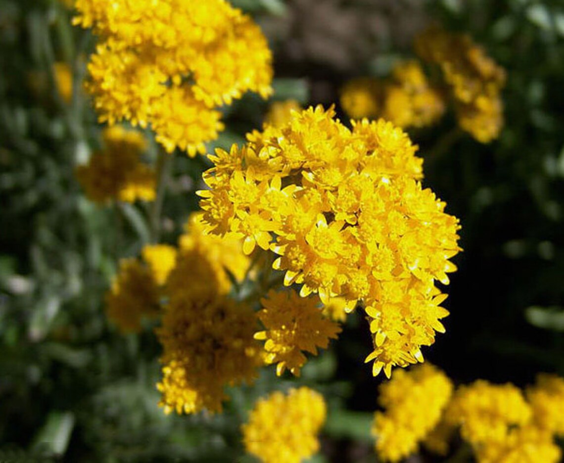 Seeds Helipterum Humboldtianum Dryflower Annual Yellow Flower Etsy